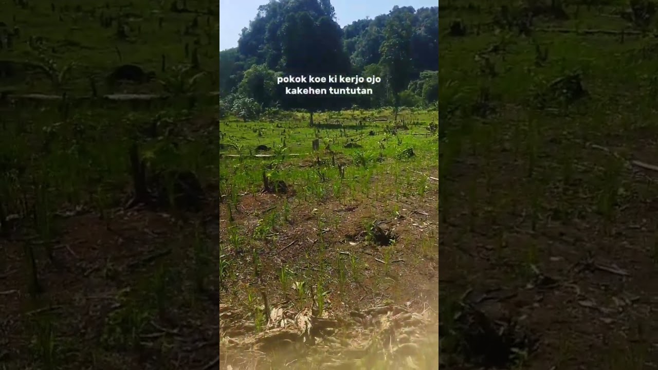 Kerjomu koyo ngene hasil MU piro..