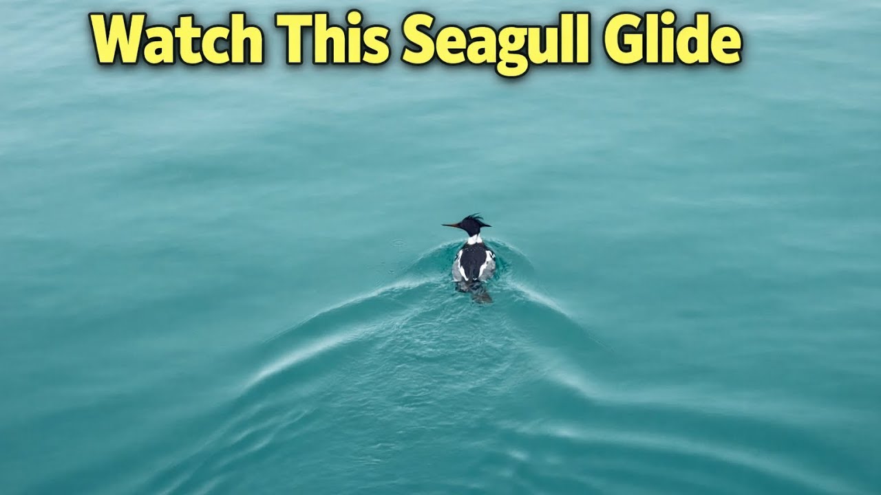 “You Won’t Believe How Smooth This Loon  Dive Was | Chicago 🐦🌊”