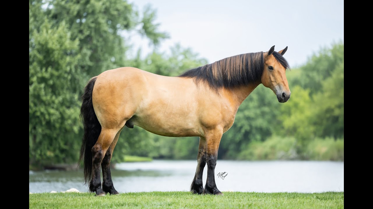 Tex - Bar M Horses