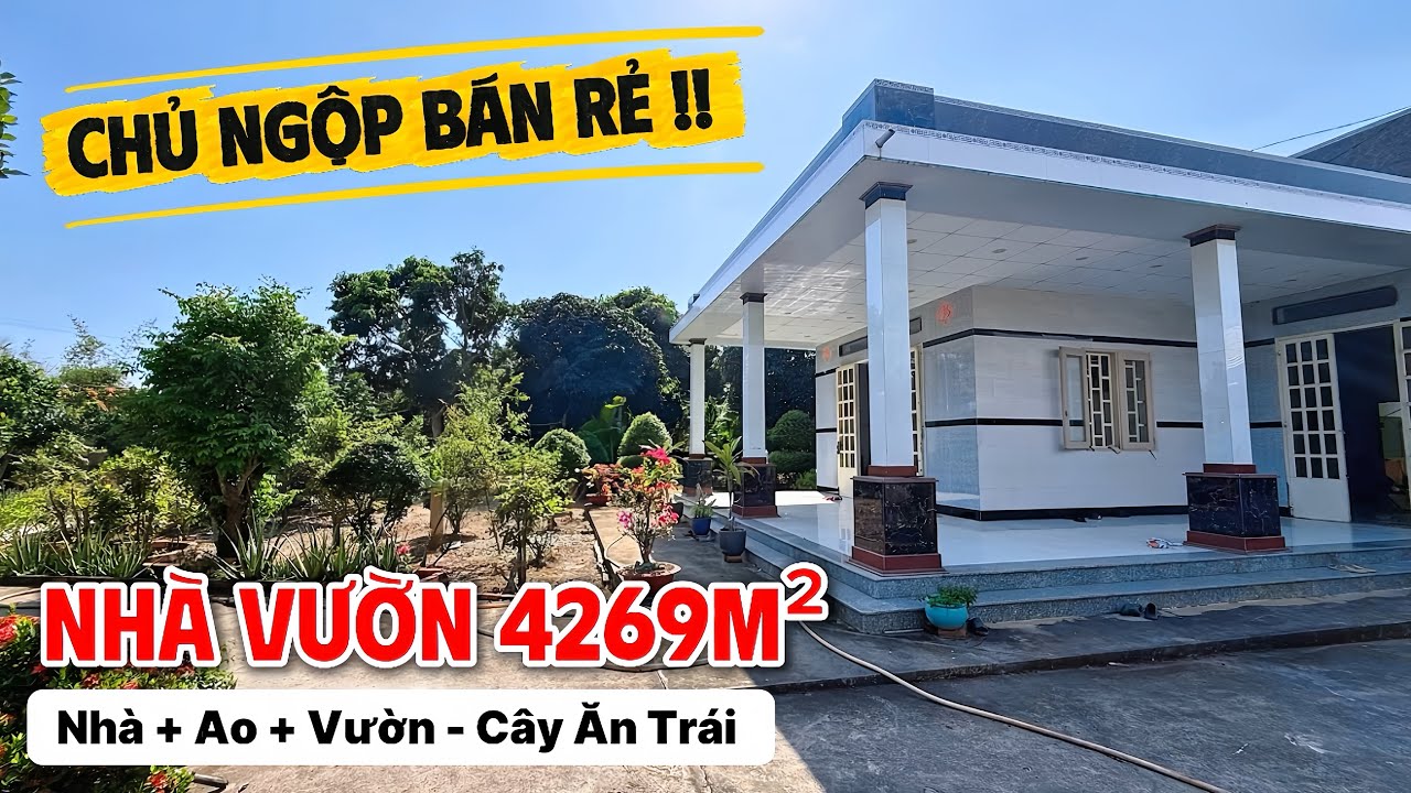 CHOÁNG NGỢP NHÀ VƯỜN RỘNG 4200m2 bán quá rẻ ! vườn cây ăn trái, ao nuôi cá, gần sông Vàm Cỏ