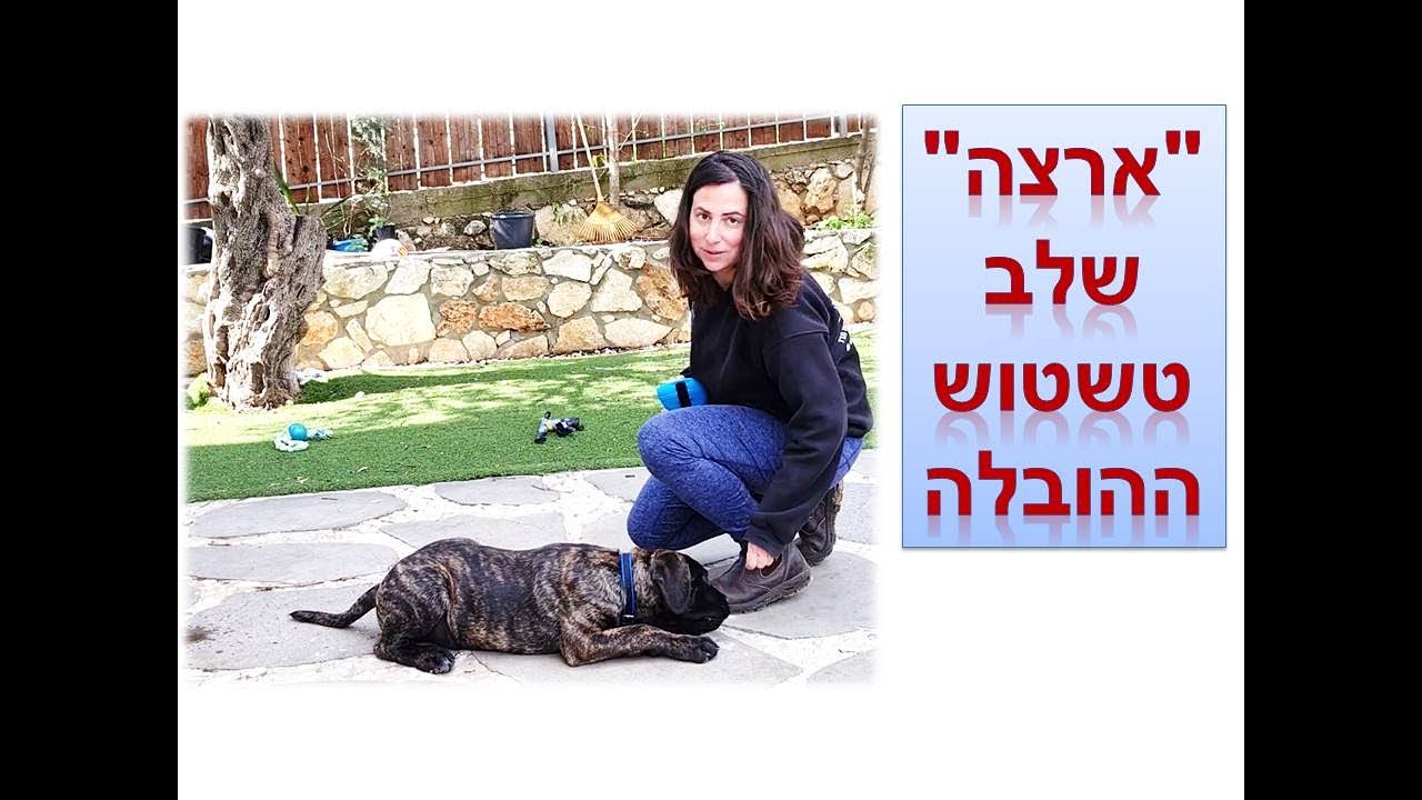 ארצה לגורים ומתחילים - שלב הטשטוש | דנה שריד חמו | אימון כלבים בצפון