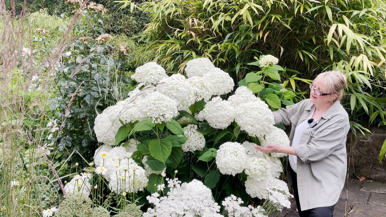 Hydrangea's in the White Garden