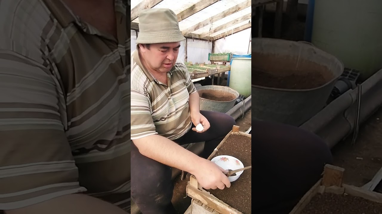 @ ТАКОГО СПОСОБУ СІЯТИ ВИ ТОЧНО НЕ ЗНАЛИ