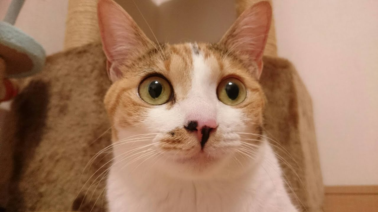 保護猫のせ猫の猛練習！！-Challenge NOSE-NEKO【Uzu&Nene channel】