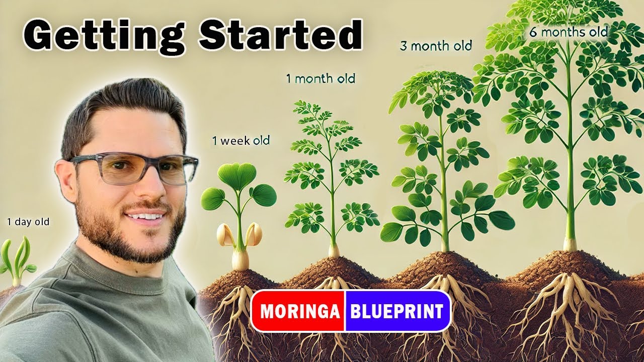 My Moringa Business Blueprint | 3 Ways to Grow Moringa Trees For Extra Income