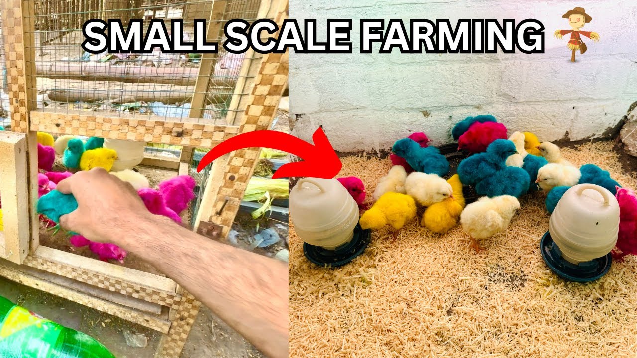 Aj bohut sare colourful chicks le aye 😍 | How to start poultry farming