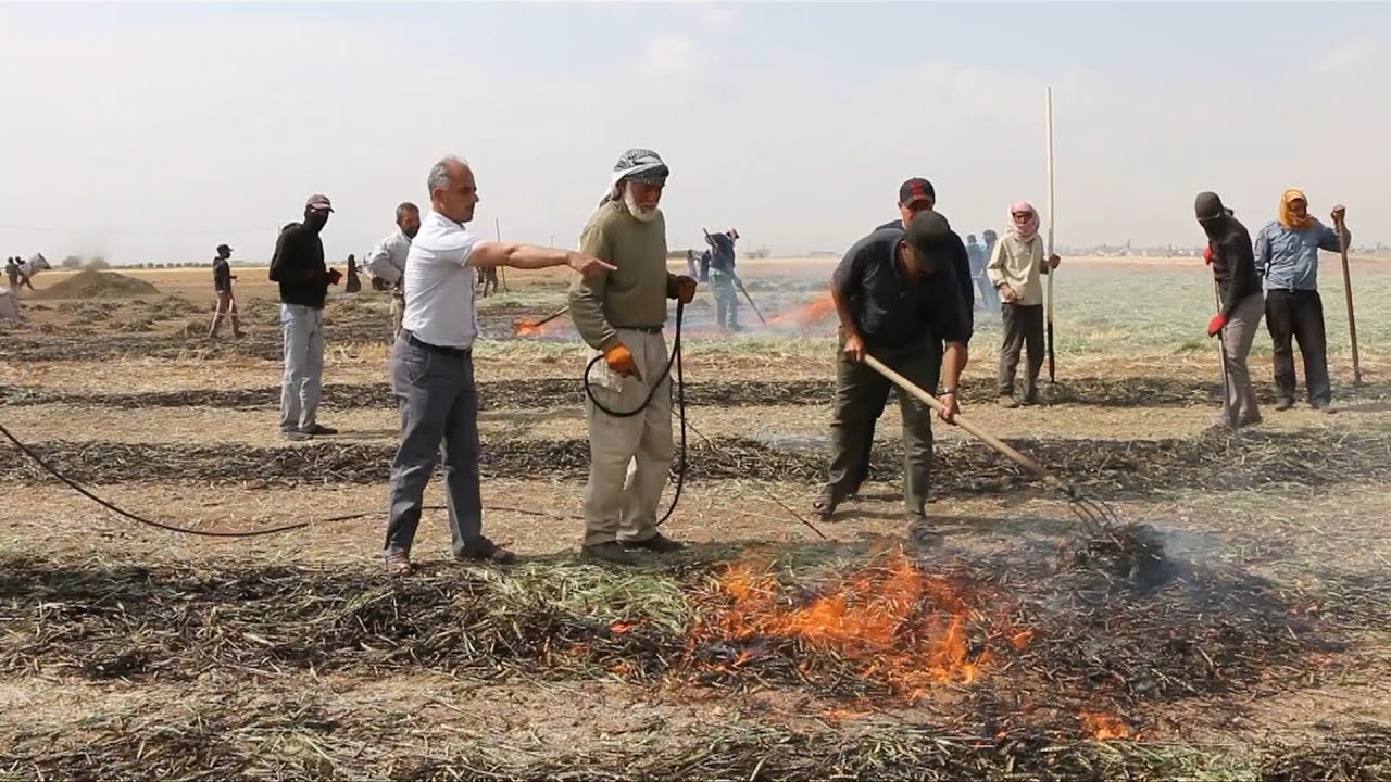 شاهد| كاميرا تلفزيون سوريا ترصد بدء موسم حصاد وحرق الفريكة في ريف حلب | صباح سوريا
