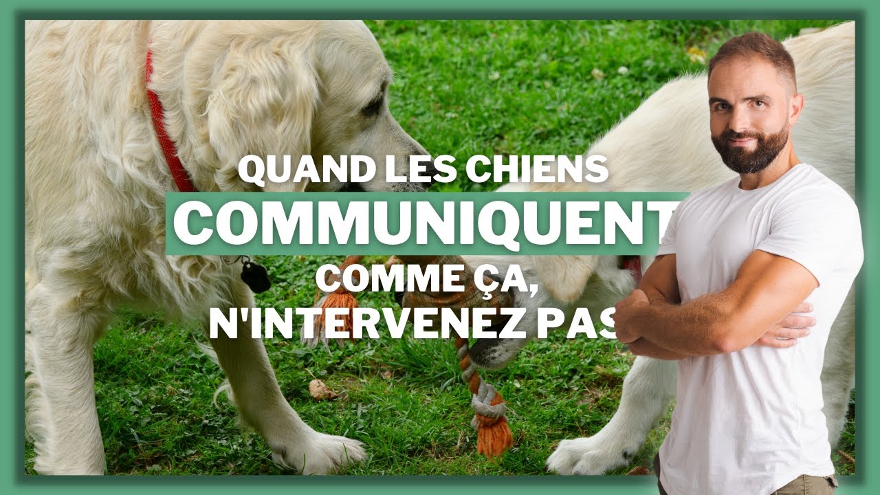 Quand les chiens communiquent comme &ccedil;a, n'intervenez pas !