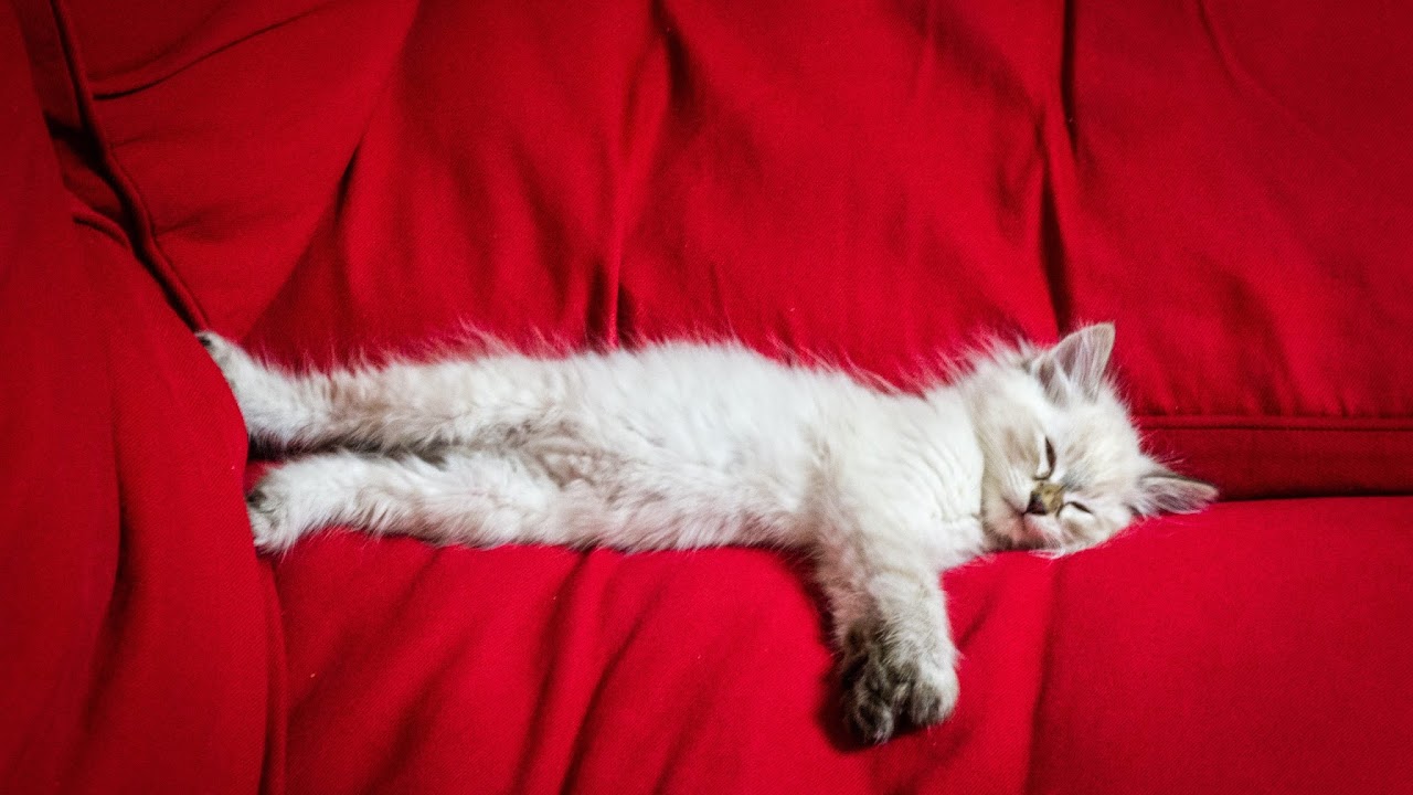 Transmisión en vivo de Jacinto Olmedo Dj