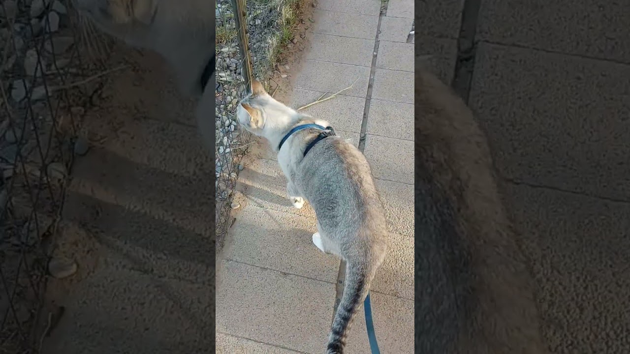 Walking With A Cat, Brody the Lynx Point Siamese
