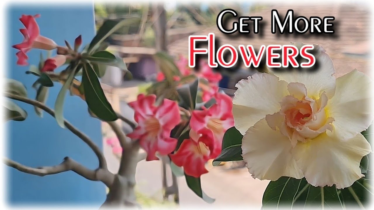 Get More Flowers on Adenium Plants
