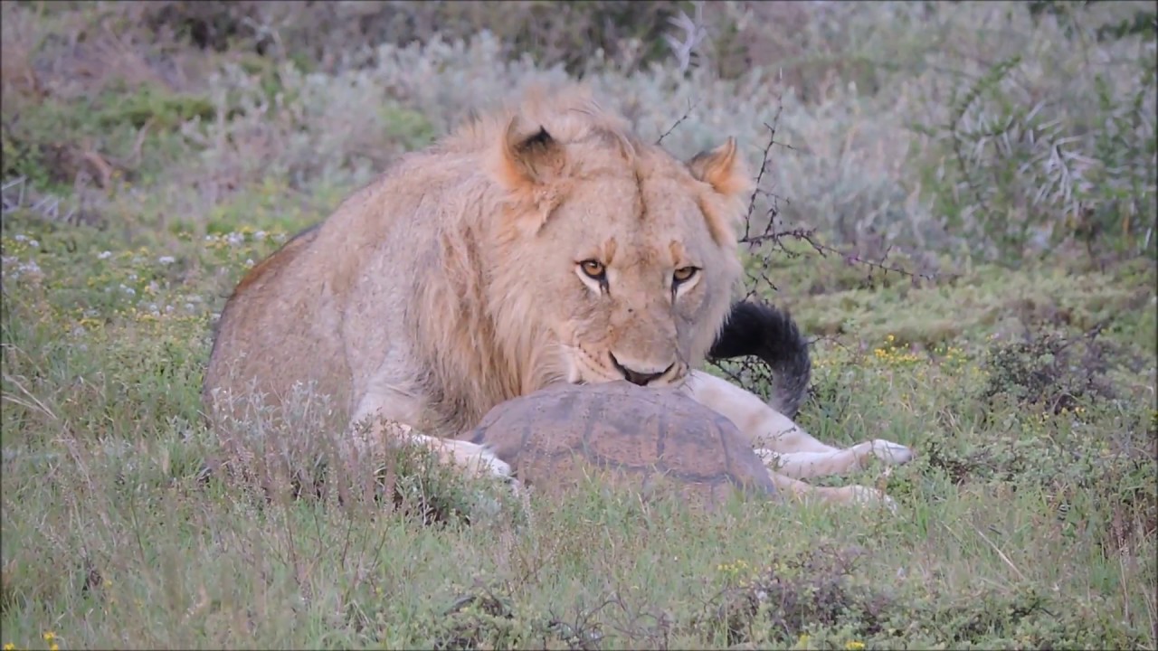 Young Lions Playing With a Leopard Tortoise
