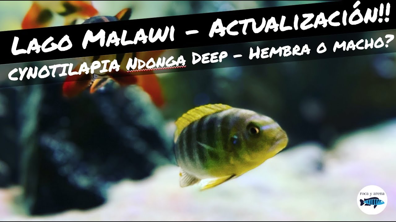 🔵Actualización - NO puede ser verdad...🤨🤔🐟🐟 - CÍCLIDOS AFRICANOS