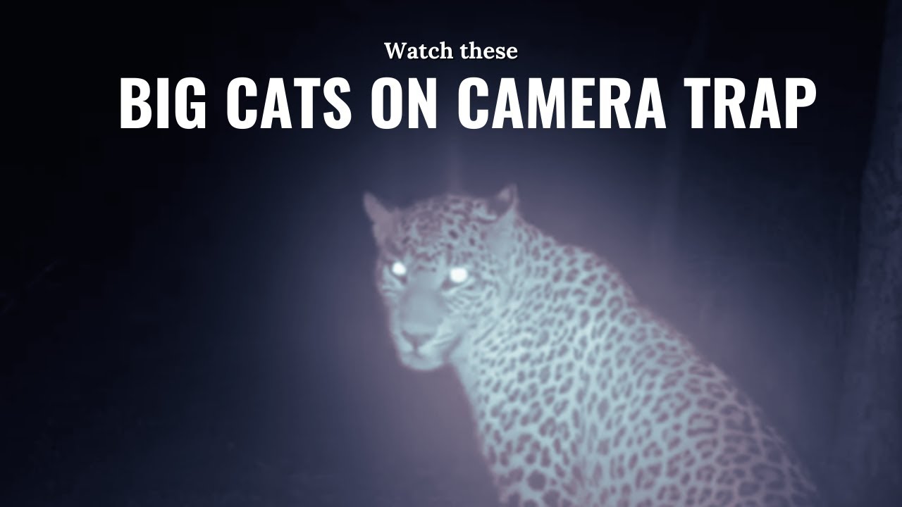 Leopard & Tiger Caught on Hidden Camera at Night | Rare Wildlife Footage| Big Cats on Camera Trap