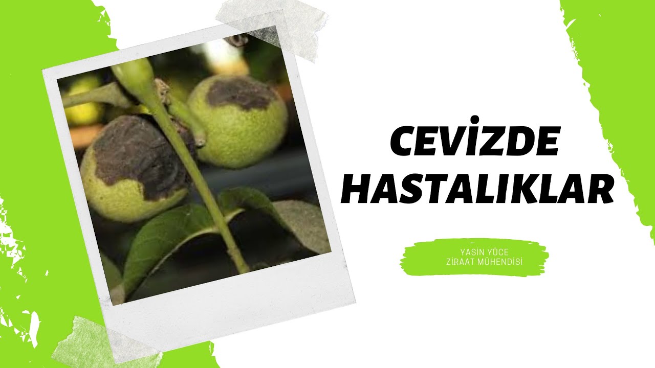 CEVİZDE HASTALIKLAR / NE ZAMAN İLAÇLANMALI ? / HANGİ İLAÇLARI KULLANIYORUZ ?