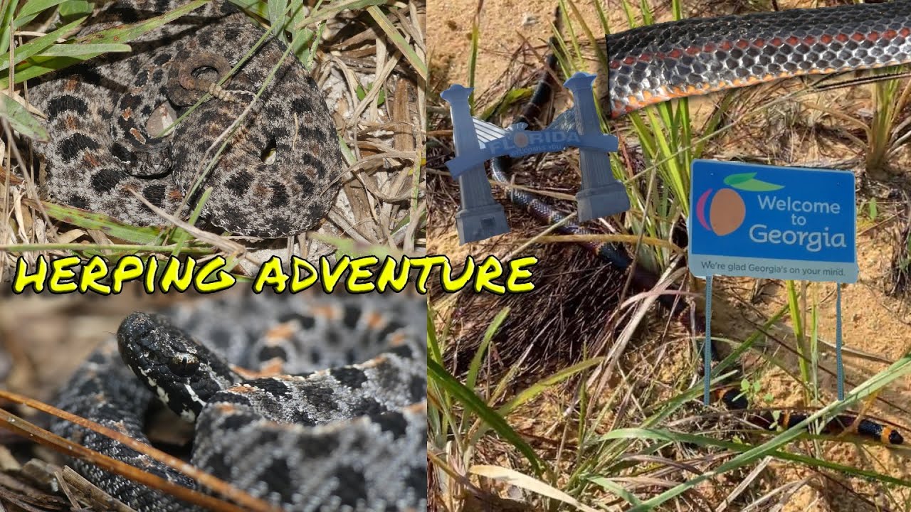Florida & Georgia Herping: Rattlesnakes, Coral Snake, Rare Snake, & More!!!