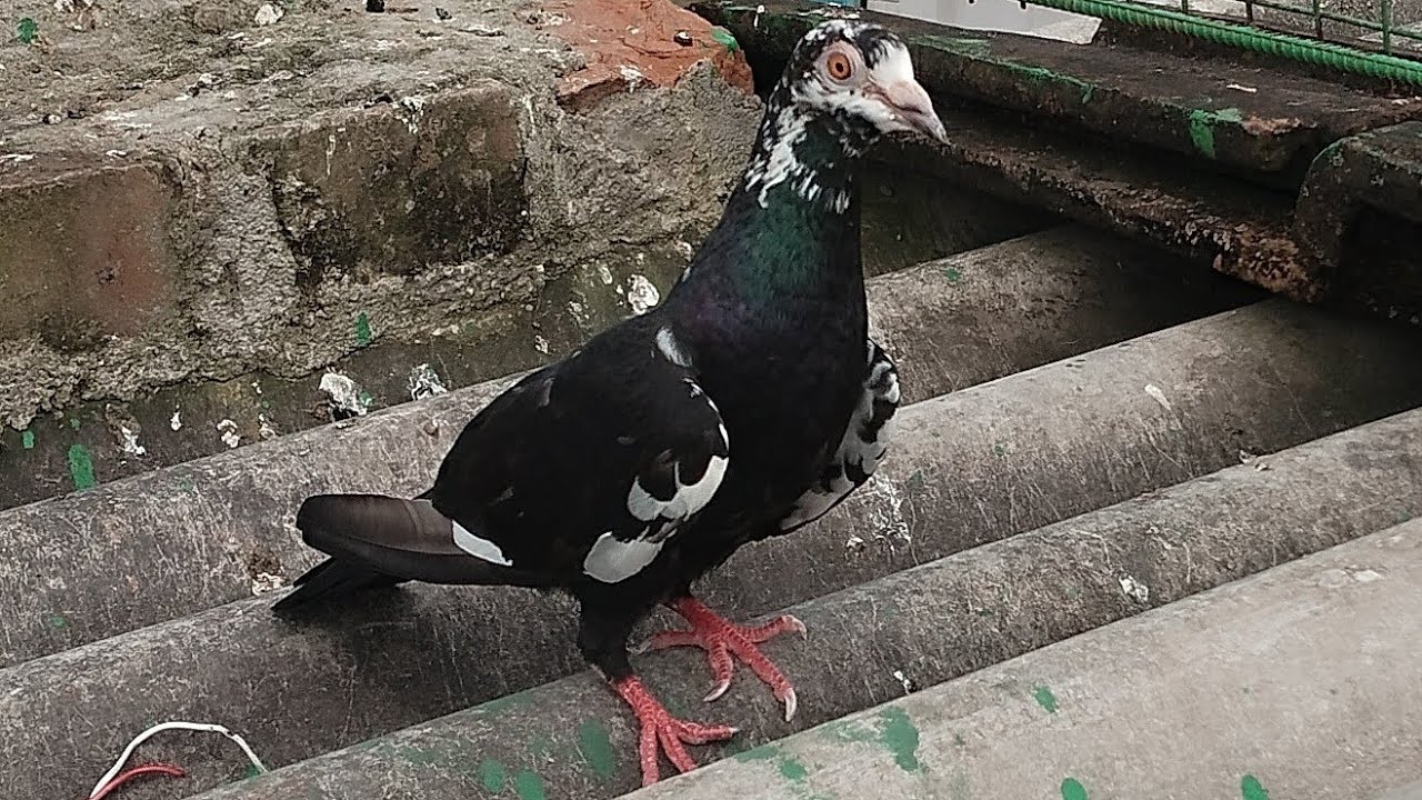 কিছু কিছু বিটার পায়রা শখ  করুন 🦜🥰