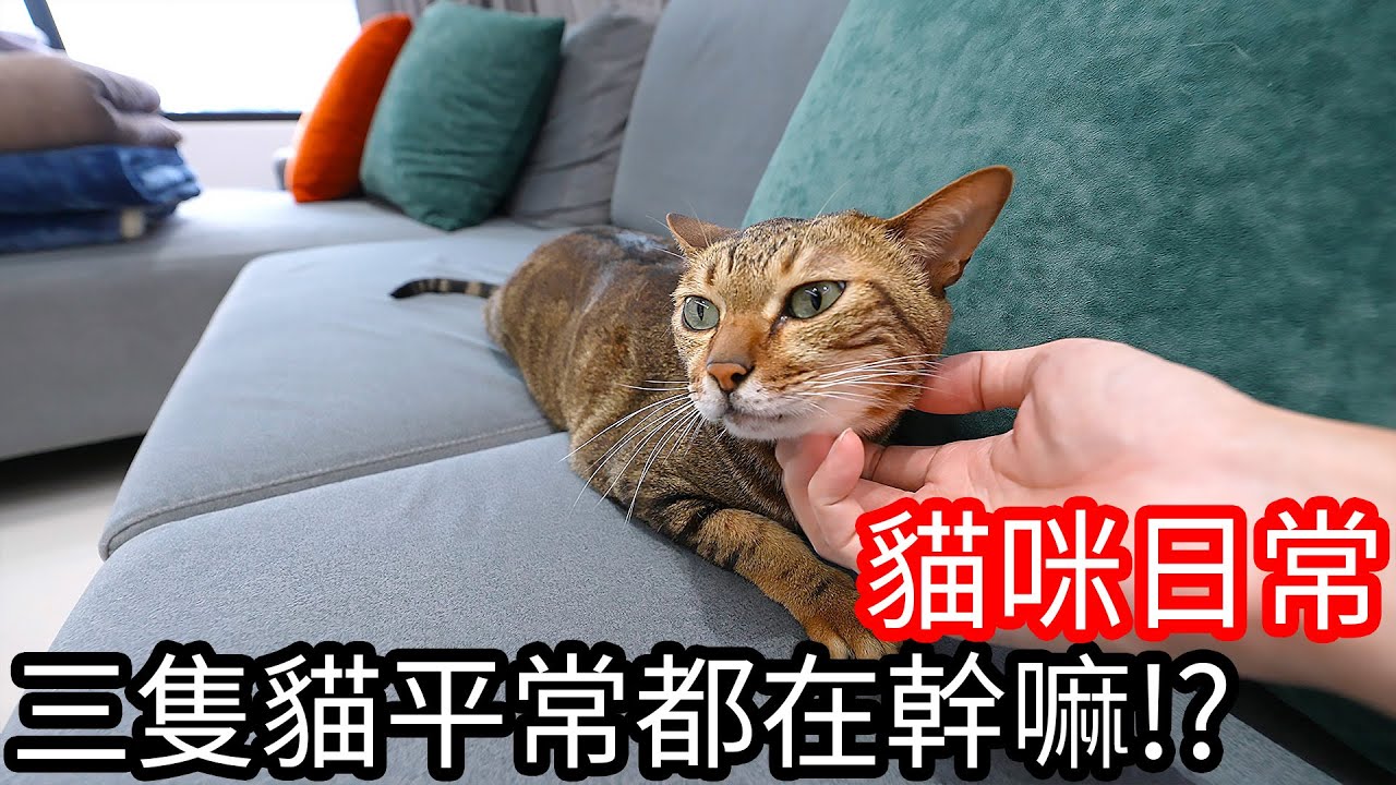 【阿金生活】貓咪日常#8 三隻貓平常都在幹嘛呢!?原來他們那麼黏人!!