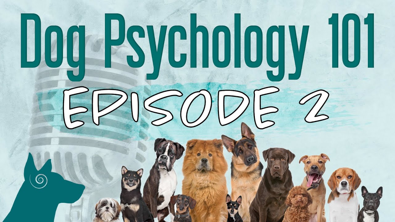 Podcast Ep. 2 | Choosing a New Puppy or Dog