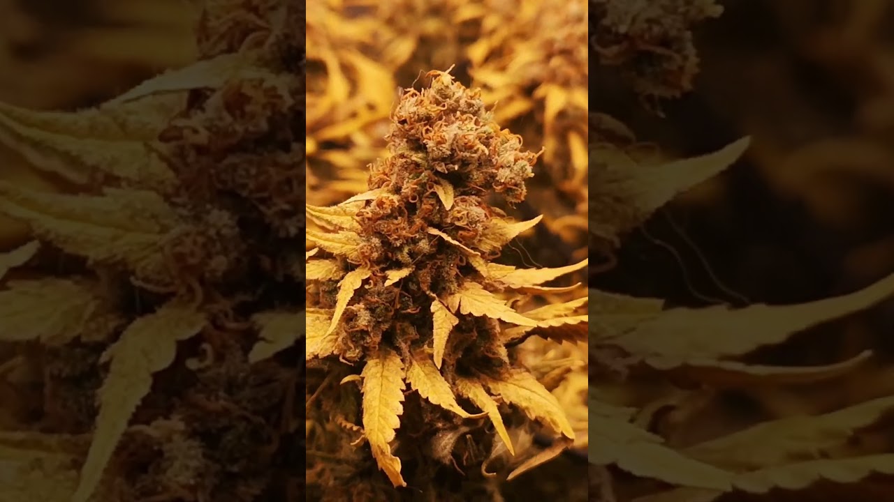 Jamaican Pearl &ndash; The Frostiest Buds You've Ever Seen! ❄️🔥