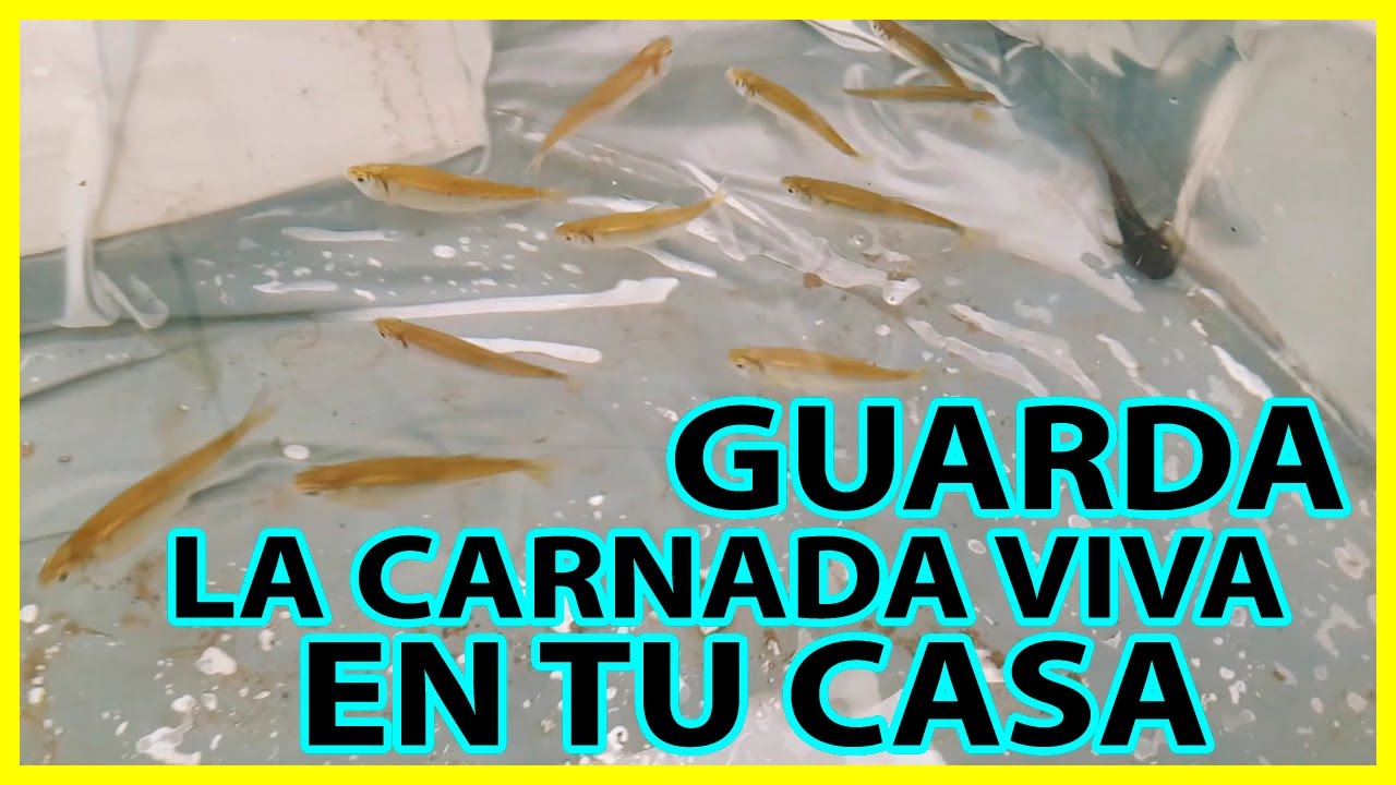 ESTANQUE PARA MANTENER LA CARNADA VIVA EN CASA