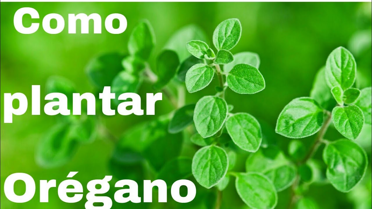 PLANTANDO MUDA DE ORÉGANO E FAZENDO MUDAS ATRAVÉS DA PRÓPRIA MUDA🌱🍀☘️🌿