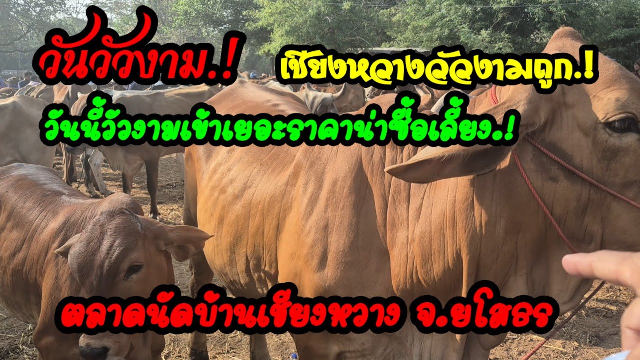 ราคาวัววันนี้ เปิดราคาวัวล่าสุดวันนี้ สำรวจราคาวัวตลาดนัด#เปิดราคาวัวงามน่าซื้อ#ซื้อขายวัวน่าเลี้ยง