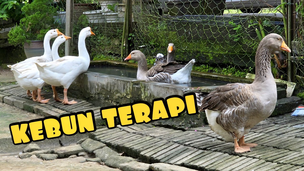 ✅️ 7 Haiwan Istimewa di Kebun Tepi Rumah - Bawa Jalan-Jalan!