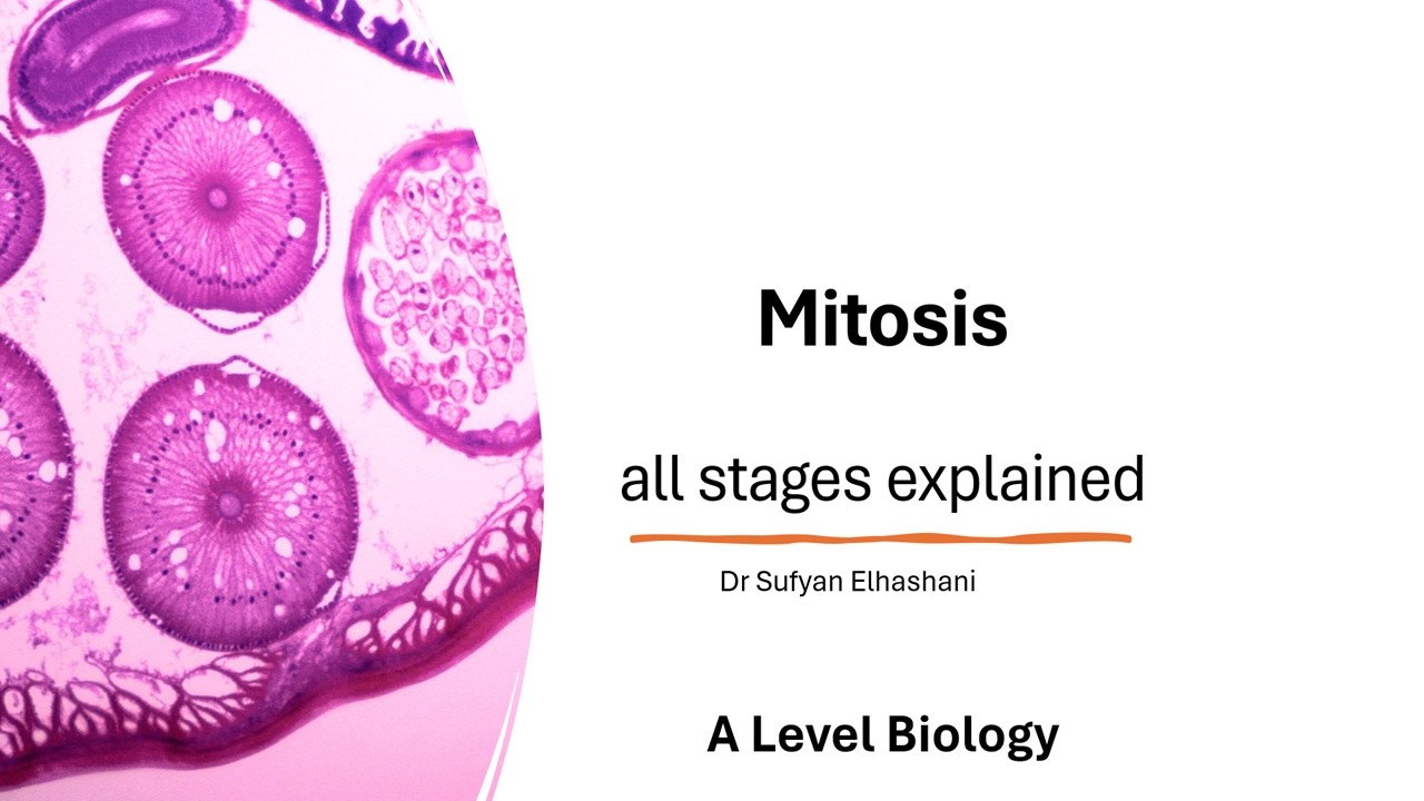 Mitosis: all stages explained (A Level Biology)