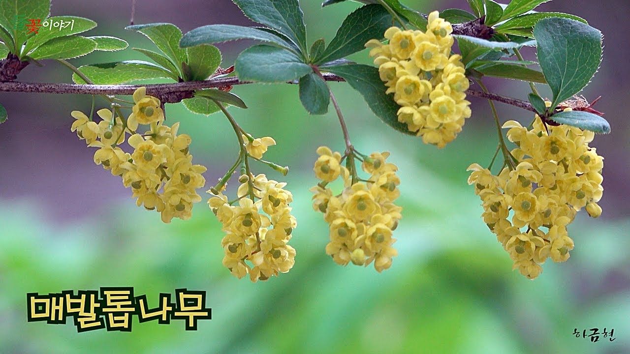 [ 들꽃이야기160번째 | 매발톱나무1 ] 줄기에 세 갈래로 갈라진 날카로운 가시가 매의 발톱과 유사해서 붙여진 이름으로 꽃말은 '변하지 않는 마음'이다.