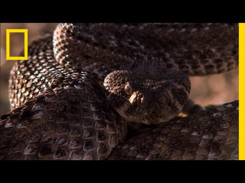 Rattlesnake vs. Rat | National Geographic