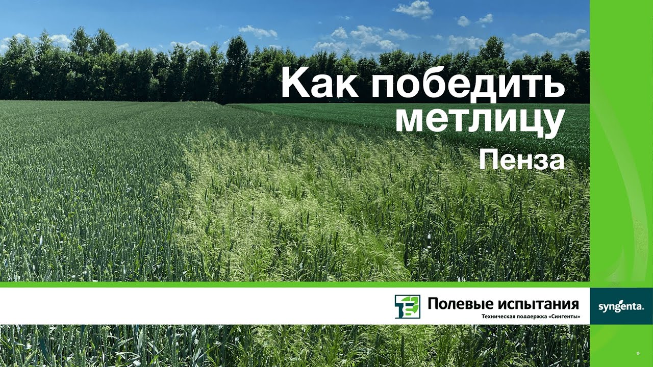 Как победить метлицу, Пенза