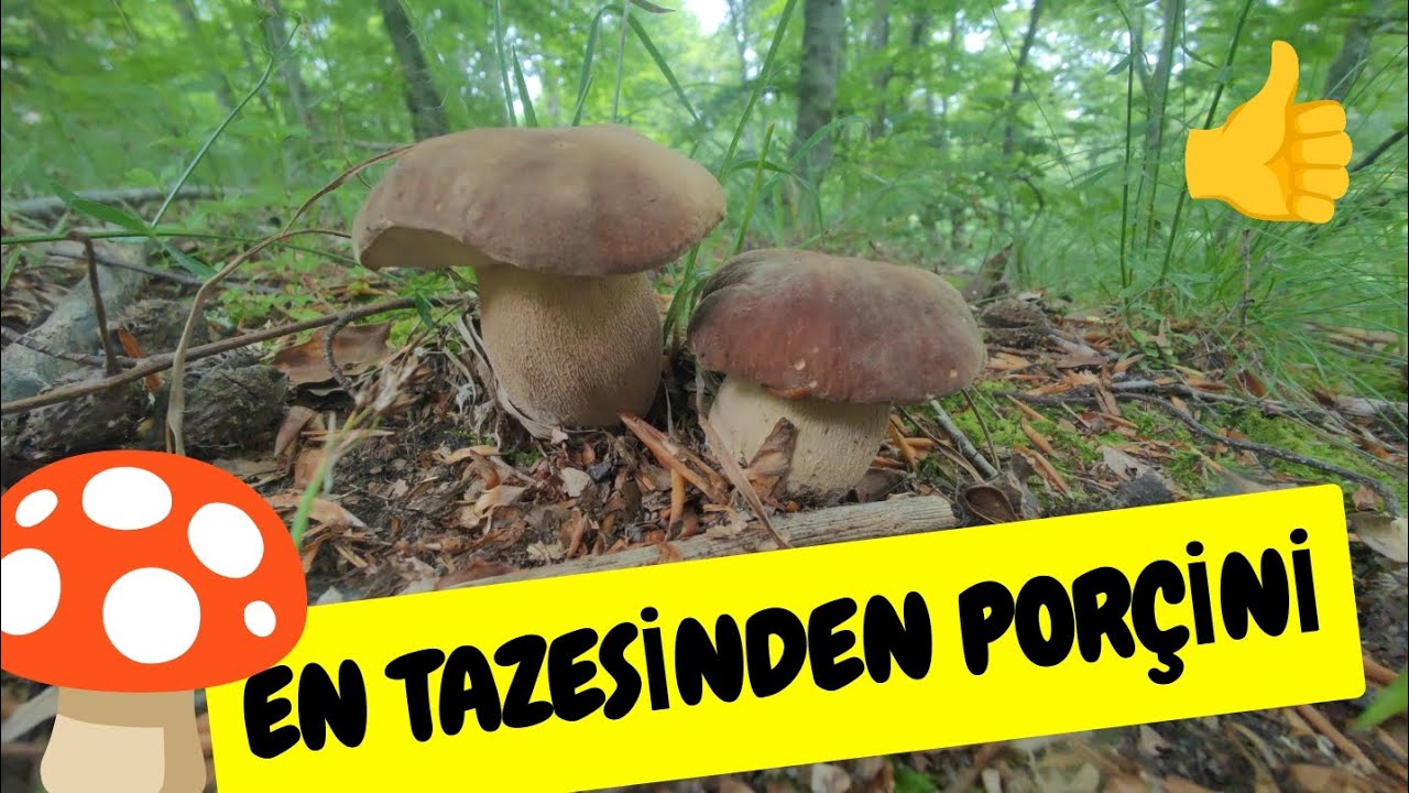 Kayın Ağacı Bölgesinde Çok Taze ve Güzel Boletler Topladık . #kayınmantarı,#mantar ,#tazemantarlar