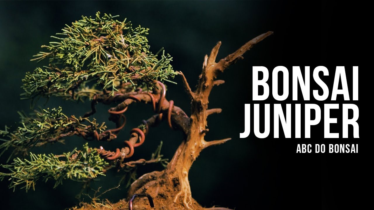 CONSTRUINDO UM BONSAI DE ZERO