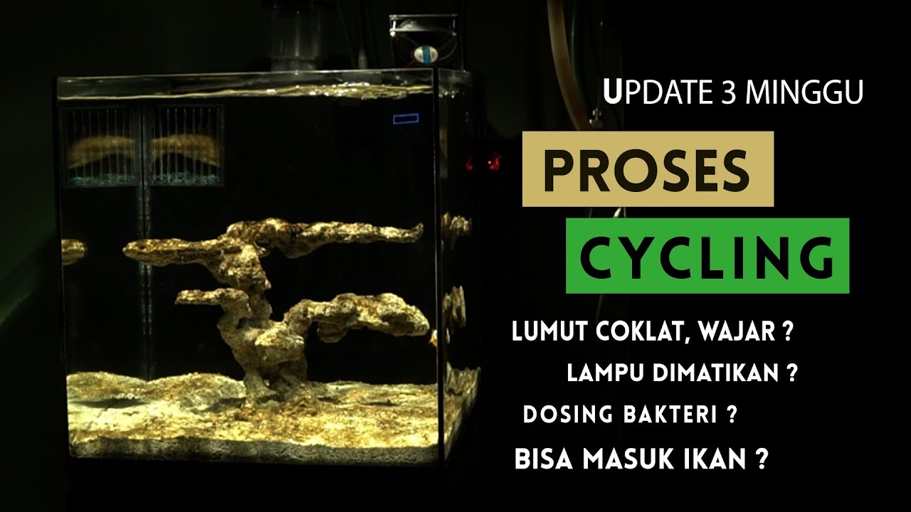 H-25, PROSES CYCLING AQUARIUM AIR LAUT, DIPENUHI LUMUT, DOSING BAKTERI DAN PENGATURAN DURASI LAMPU