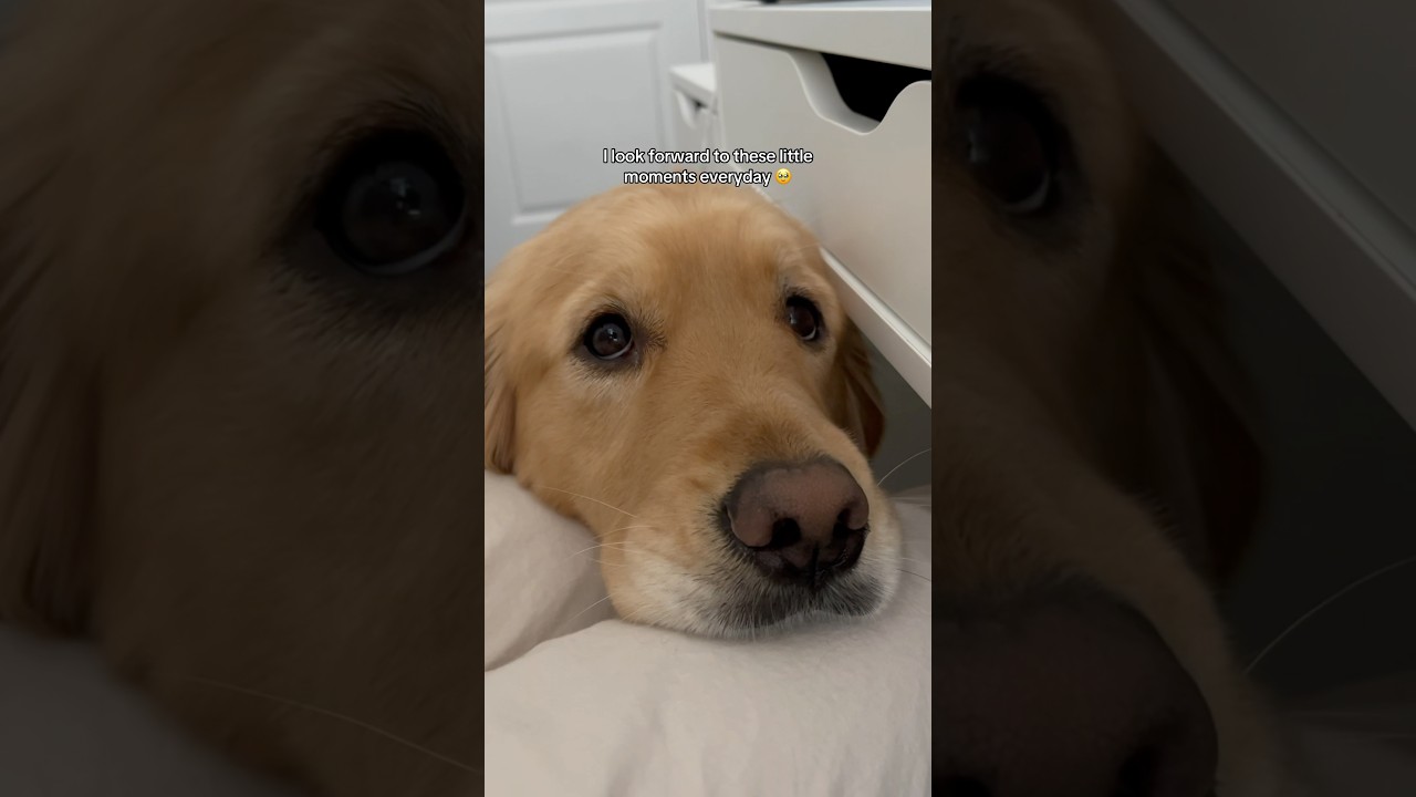 How my dog shows love 🥹❤️ #dogs #dogshorts #puppies #puppy #goldenretriever #pets #cutedog