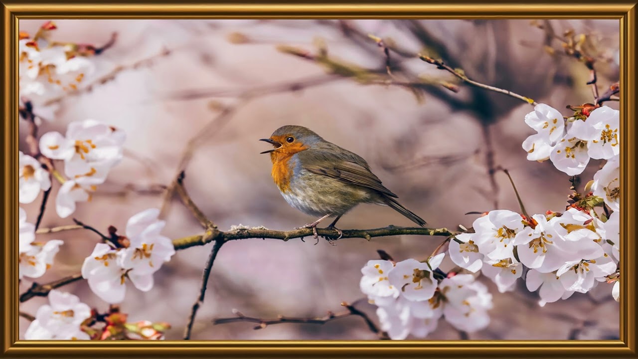 Bird of Hope and beautiful Flower |TV Frame | Photos Frame Art | TV Frame 4K @tvframeart9