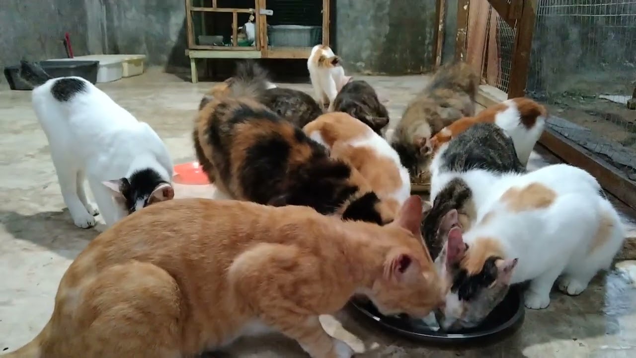 KEGIATAN KUCING SETELAH MAKAN | LAHAP MAKAN DAN BERSIH BERSIH