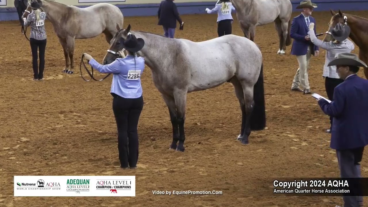 Amateur Performance Geldings - 2024 AQHA World Championship Show