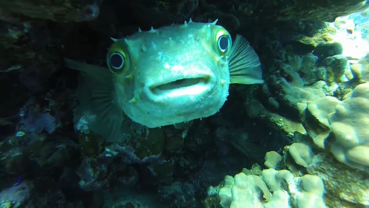 **Monte Carlo Sharm Resort & Spa** Underwater world vol.3 // Red Sea (Sharm El Sheikh)