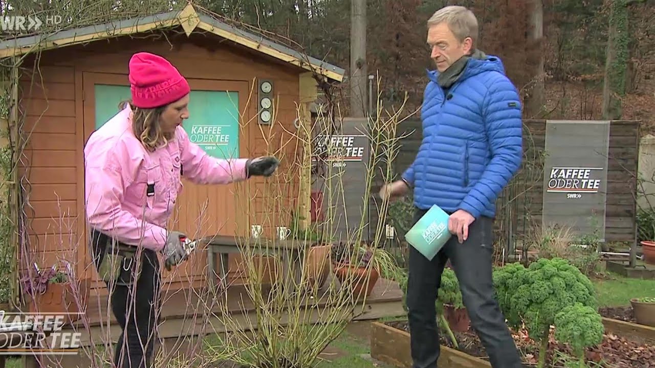 Ziersträucher richtig schneiden | Kaffee oder Tee