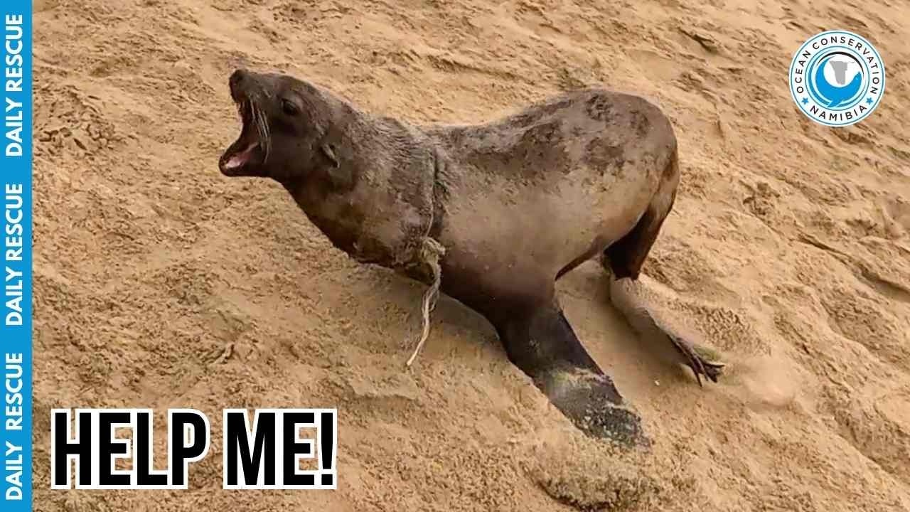 Seal Trapped in a Loop of Plastic: No Way Out!
