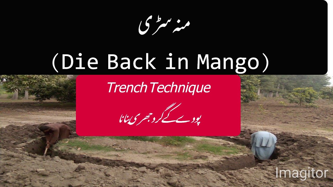 Trench Technique to Combat Mango Die Back | Expert Guide | Asif Hayat Tipu