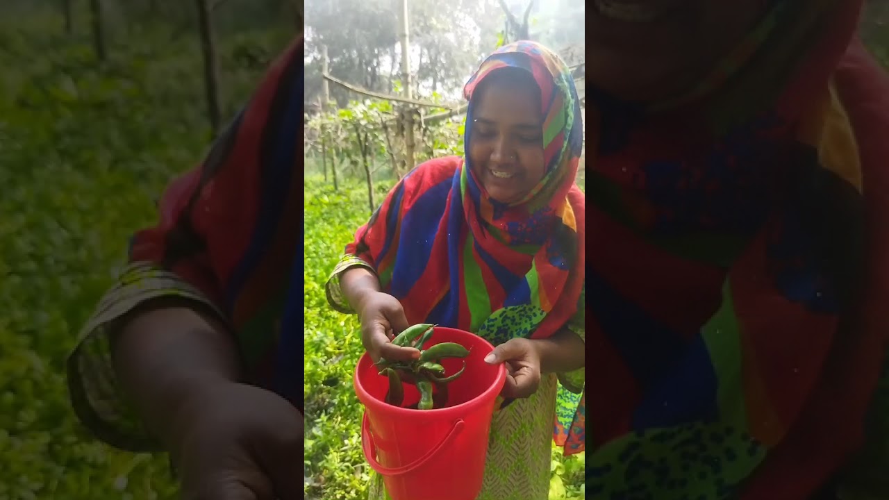 গাছের টাটকা শাকসবজি তোলার জন্য মাঠে চলে আসছি। #longvideo #viral #youtube #youtubeviral 