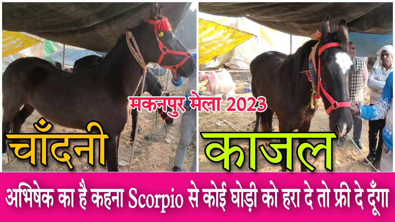 अभिषेक का कहना है कार से काजल घोड़ी को कोई हरा दे तो फ्री मे दे दूंगा । घोड़ी जो हवा से बात करती है