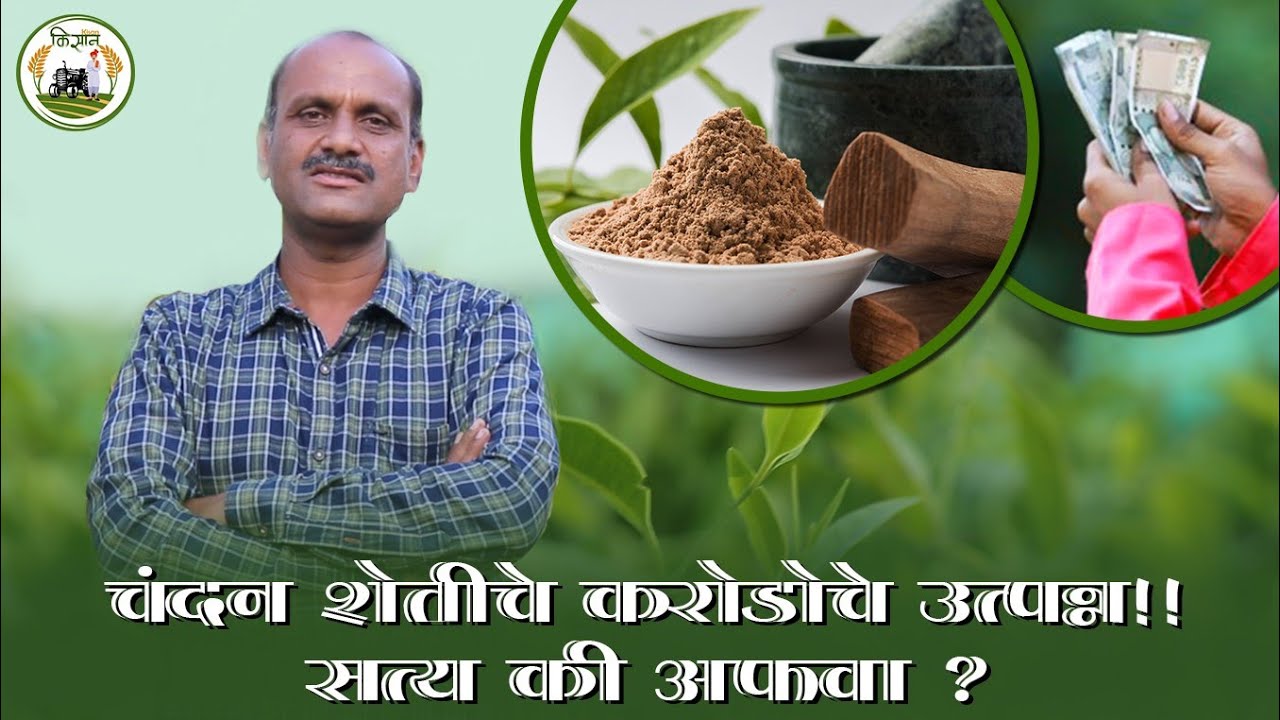 चंदन शेती करोडोचे उत्पन्न देणारे पीक सत्य की अफवा/chandan sheti kashi karodo cha utpan stya ki afva