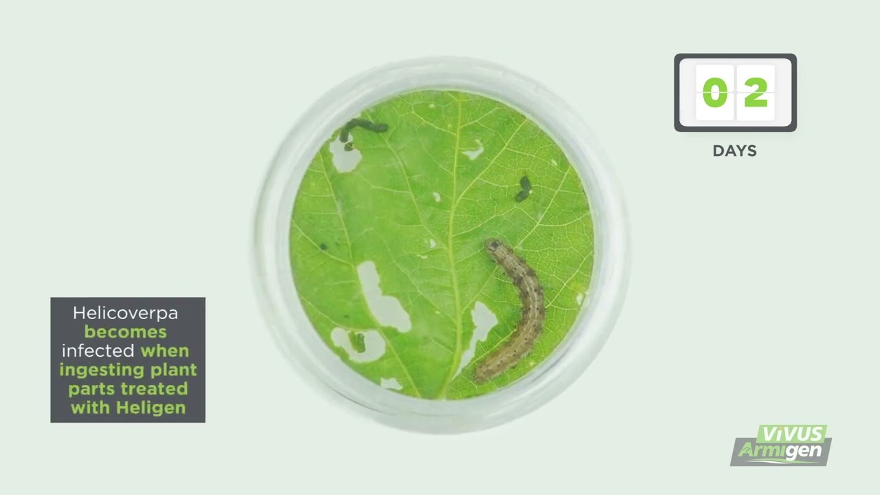 Helicoverpa control with ViVUS Armigen baculovirus vs untreated