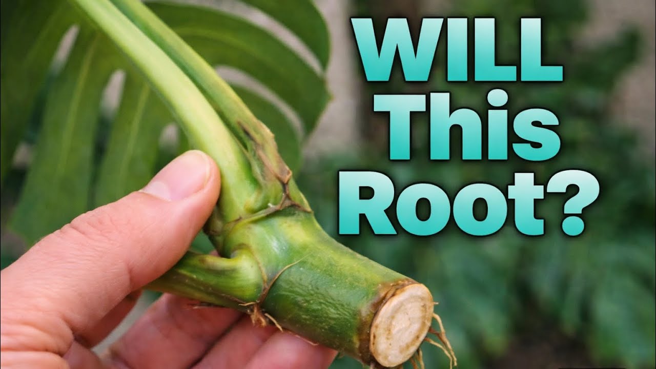 Propagating Monstera: From Cutting to Pot
