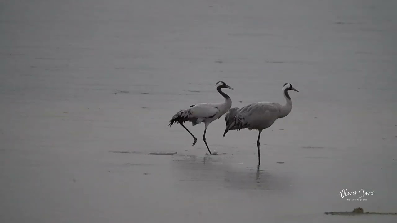Vogelgrippe Kraniche erkranken massiv