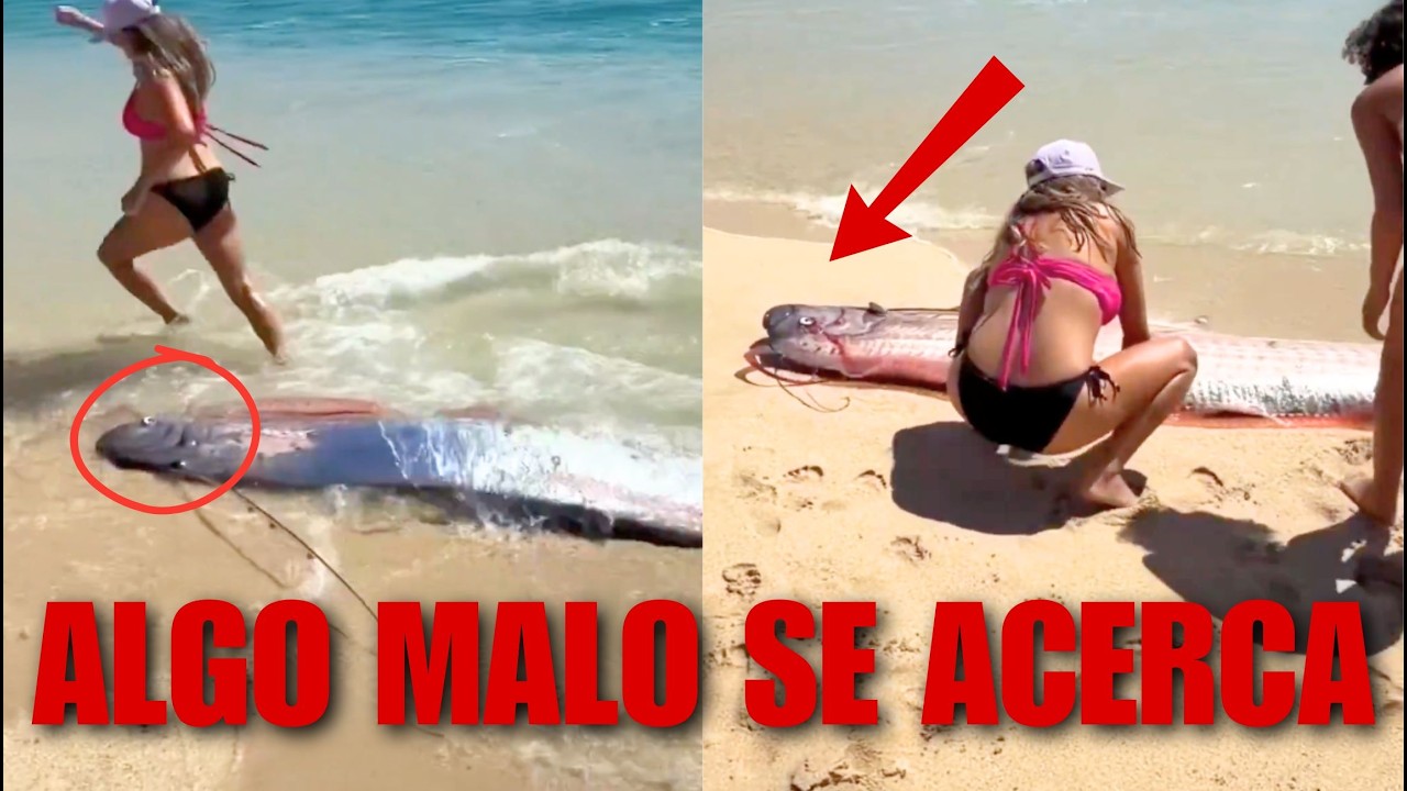 YA EMPEZARON con sus J4L4D4S &iquest;se ACERCA un MEGA TERREMOTO en M&Eacute;XICO? APARECEN DOS PECES DELFIN d...
